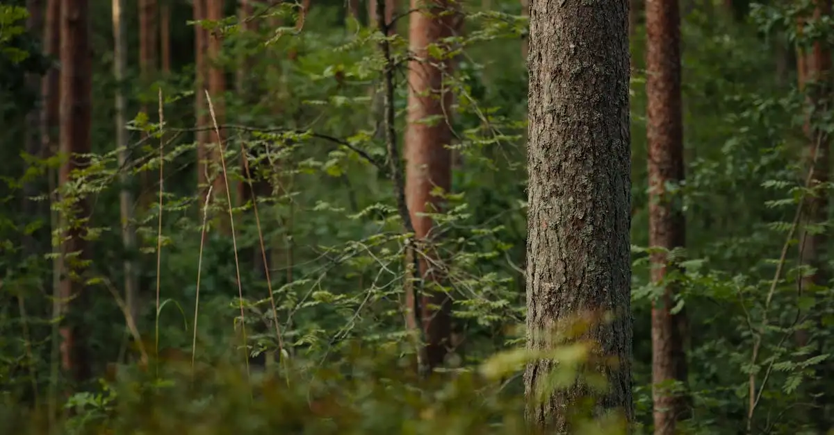 Boschoord Oisterwijk: Ontdek de charme van dit gebied